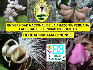 HERBARIUM AMAZONENSE