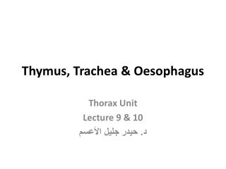 Thymus, Trachea &amp; Oesophagus