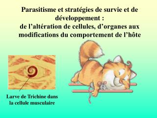 Larve de Trichine dans la cellule musculaire