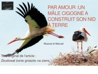 Par Amour :Un mâle Cigogne a construit son nid à terre