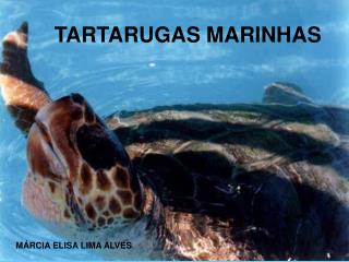 TARTARUGAS MARINHAS