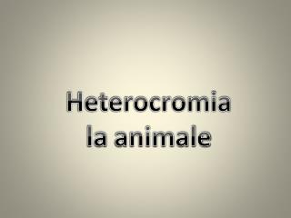  Heterocromia la animale