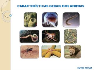 CARACTERÍSTICAS GERAIS DOS ANIMAIS