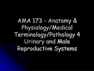 AMA 173 - Anatomy & Physiology/Medical Terminology/Pathology 4 Urinary and Male Reproductive Systems