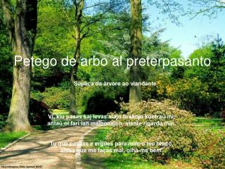 Petego de arbo al preterpasanto