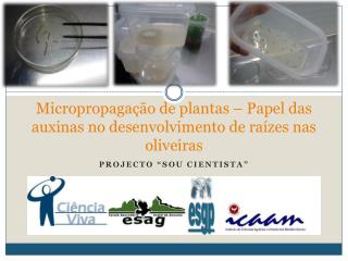 Micropropagação de plantas – Papel das auxinas no desenvolvimento de raízes nas oliveiras