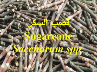 قصب السكر Sugarcane Saccharum spp .