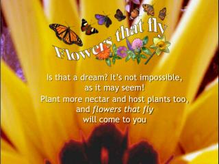 Plant more nectar and host plants too, and flowers that fly will come to you