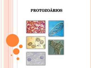 PROTOZOÁRIOS