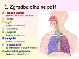 1. Zgradba dihalne poti