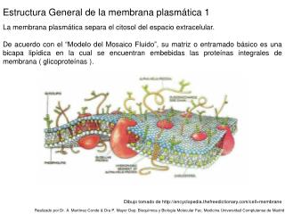 La membrana plasmática separa el citosol del espacio extracelular.