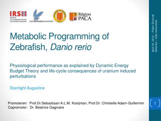 Metabolic Programming of Zebrafish, Danio rerio