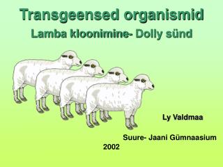Transgeensed organismid Lamba kloonimine- Dolly sünd