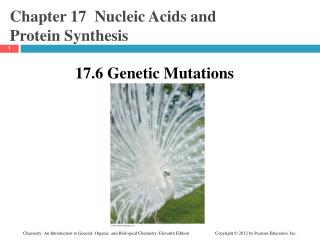 Chapter 17 Nucleic Acids and Protein Synthesis