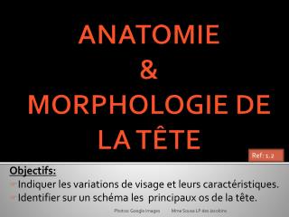 ANATOMIE &amp; MORPHOLOGIE DE LA TÊTE