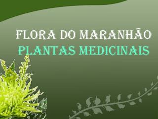 Flora do Maranhão Plantas medicinais