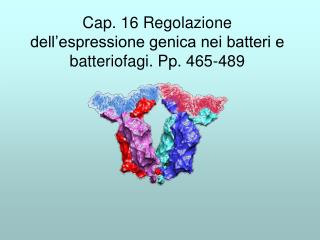 Cap. 16 Regolazione dell’espressione genica nei batteri e batteriofagi. Pp. 465-489