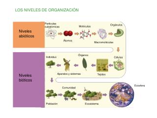 LOS NIVELES DE ORGANIZACIÓN