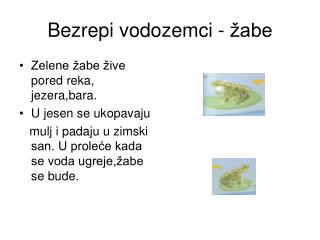 Bezrepi vodozemci - žabe