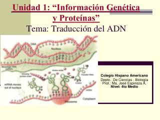 Unidad 1: “Información Genética y Proteínas” Tema: Traducción del ADN