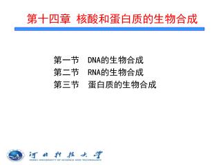 第十四章 核酸和蛋白质的生物合成