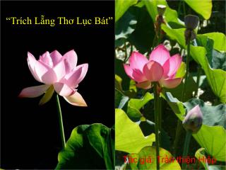 “Trích Lẵng Thơ Lục Bát”