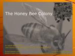 The Honey Bee Colony