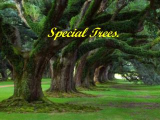 Special Trees.