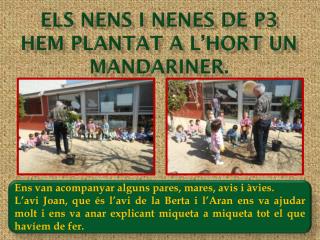 Els nens i nenes de p3 hem plantat a l’hort un mandariner .