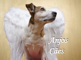 Anjos Cães