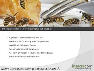 Allgemeine Informationen über Wespen Was kostet die Entfernung eines Wespennestes