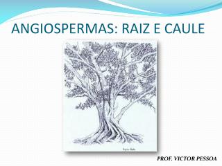 ANGIOSPERMAS: RAIZ E CAULE