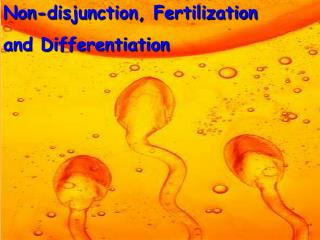 Non-disjunction, Fertilization and Differentiation