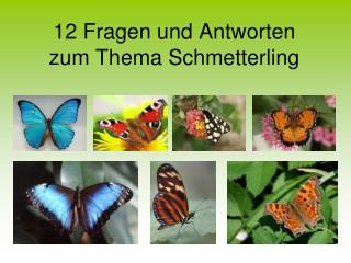 12 Fragen und Antworten zum Thema Schmetterling