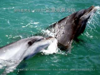 發現臺灣海上的朋友 - 認識瓶鼻海豚
