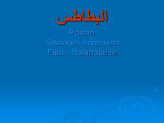 البطاطس Potato Solanum tubersum Fam.: Solanaceae