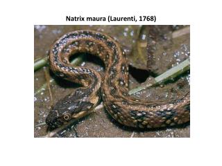 Natrix maura ( Laurenti , 1768)