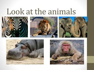 Look at the animals