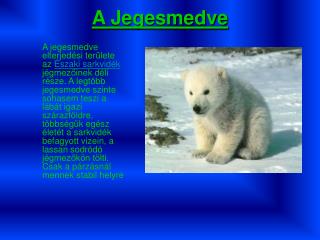 A Jegesmedve