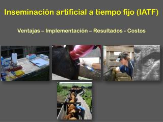 Inseminación artificial a tiempo fijo (IATF) Ventajas – Implementación – Resultados - Costos