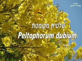שלטית מקומטת Peltophorum dubium