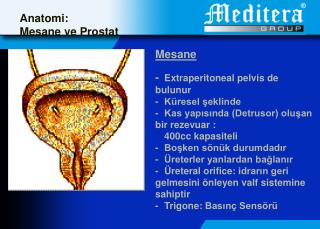 Anatom i : Mesane ve Prostat