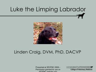 Luke the Limping Labrador