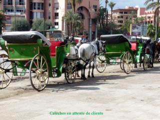 Calèches en attente de clients