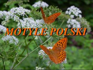 MOTYLE POLSKI