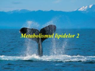 Metabolismul lipidelor 2