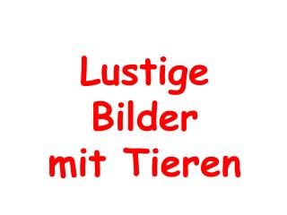 Lustige Bilder mit Tieren