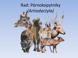 Rad: Párnokopytníky (Artiodactyla)