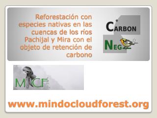 mindocloudforest