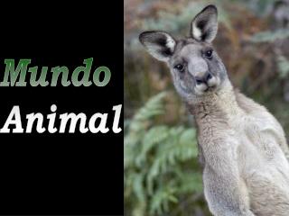 Mundo Animal